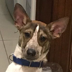 Meet your Posher, Diego